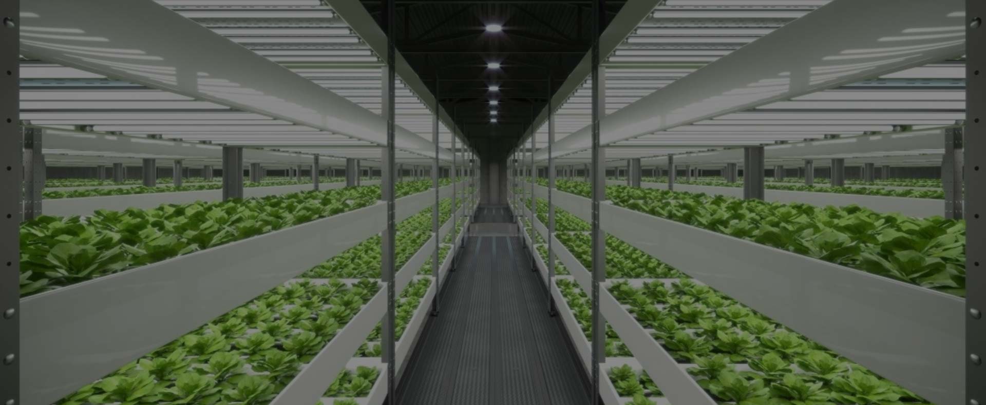 Supreme Lettuce Led Grow Lights