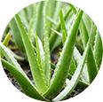 Aloe Vera Grow Light