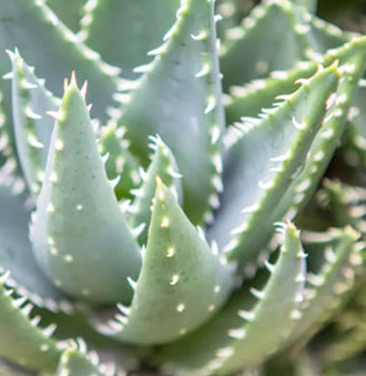 Aloe Vera Grow Light