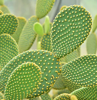 Cactus Growing Light