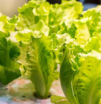 Grow Lights For Lettuce