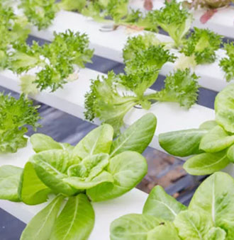 Grow Lights For Vegetables