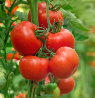 Led Tomato Grow Lights