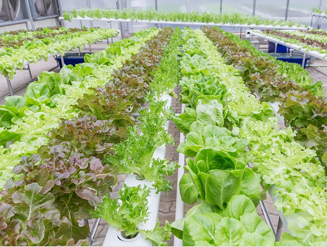 What Artificial Light is Good for Commercial Greenhouse?