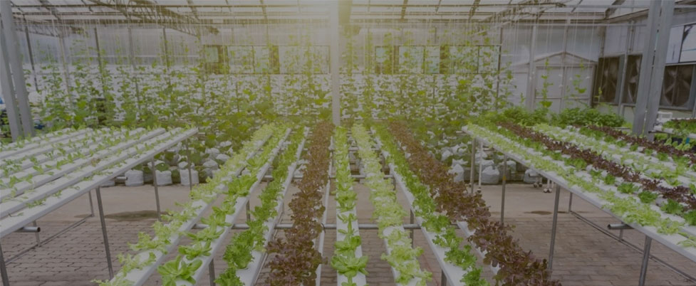 Can You Leave Grow Lights On 24 Hours A Day For Vegetables