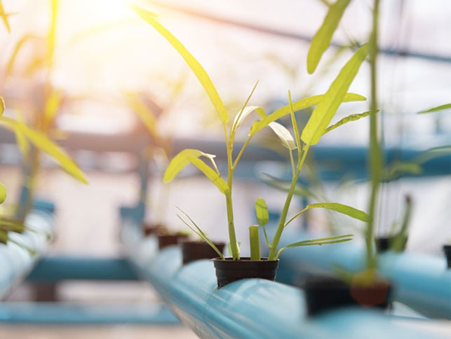 Flowering Grow Light