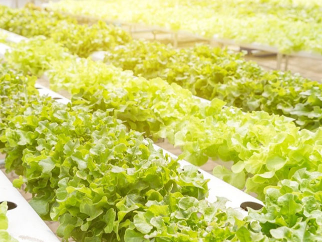 Best Grow Lights for Lettuce