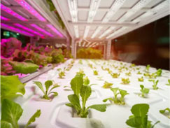 Growing Lettuce Under Led Lights