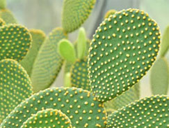 Cactus Growing Light
