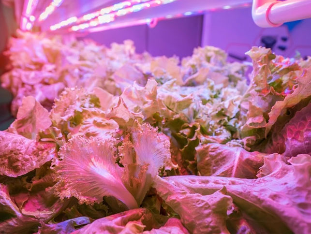 How to Choose Grow Lights for Weed Cultivation?