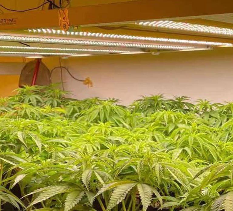 We provide professional<br/>grow lights for you.
