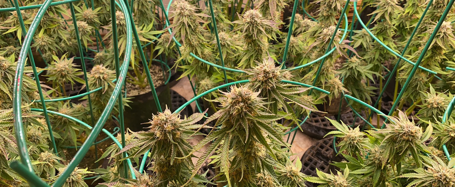 G1000 Grow Light