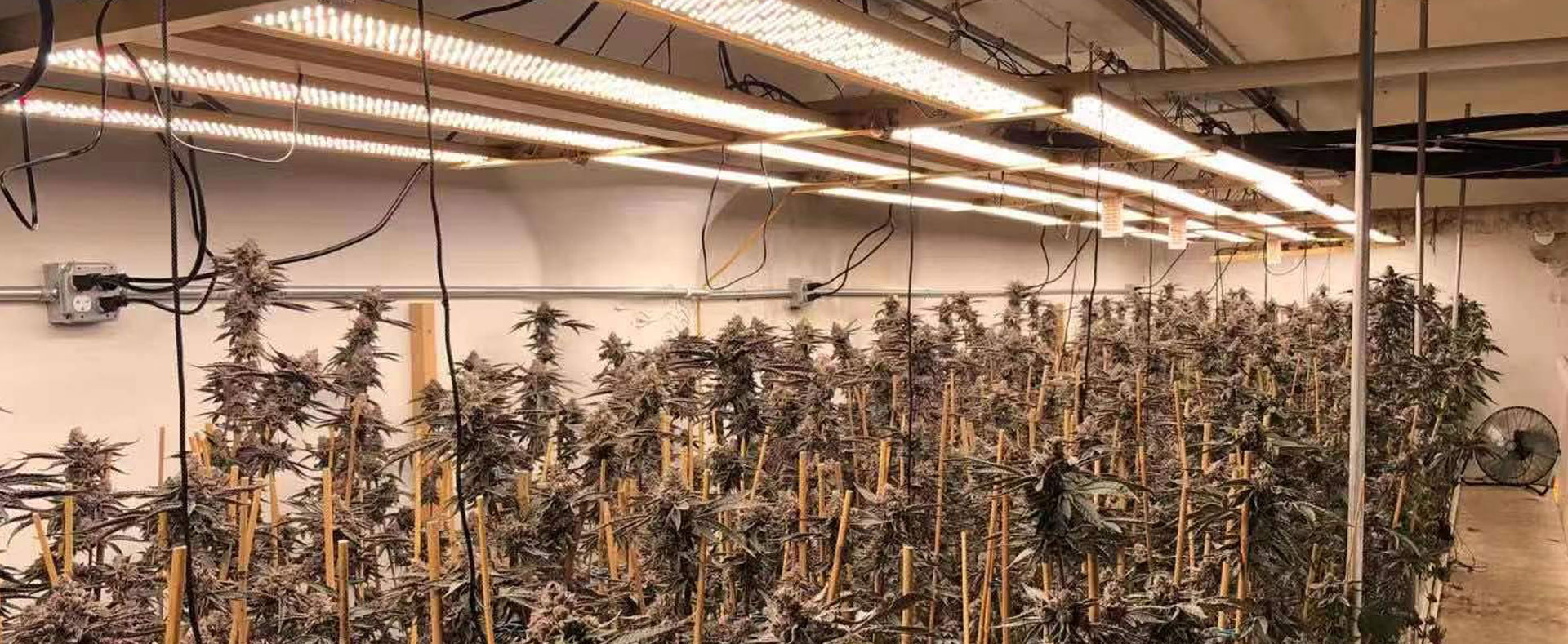 S1200 Series 1000w 1200w Hps Pink Red Blue White Full Spectrum