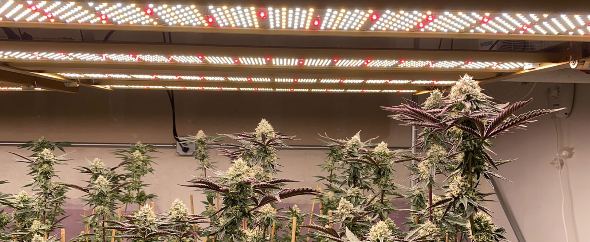 UV-R Grow Light