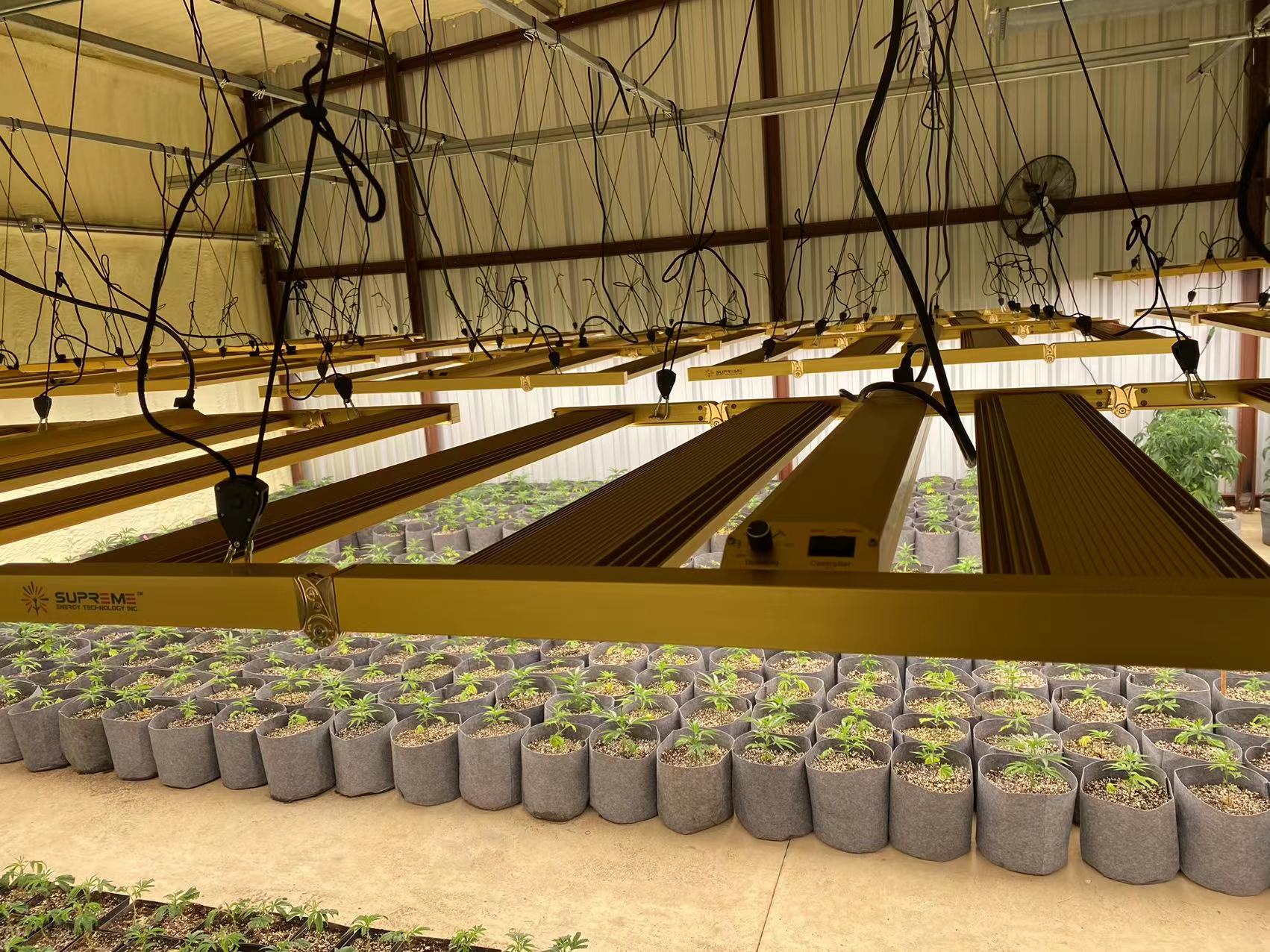 Growing Industrial Hemp in a Greenhouse Using Grow Lights